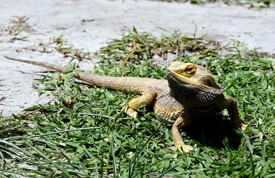 Bearded dragon