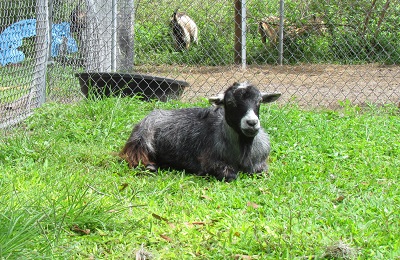 Goat laying in grass