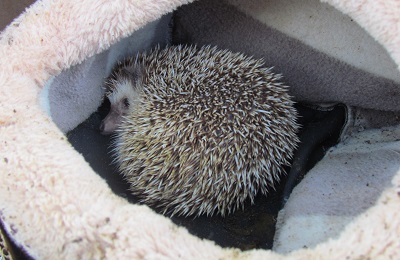 Hedgehog