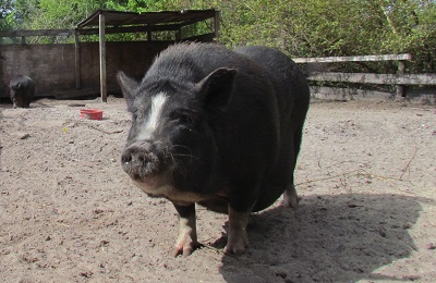 Pig standing